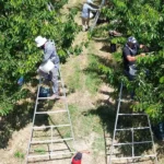 Tarlalari birlestirdiler gelirlerini katladilar rekolte 30 kat gelir 100 kat artti 61ejrU5i